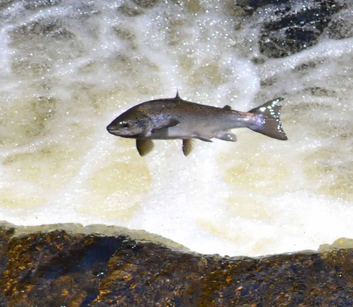 Atlantic salmon working their way up the fish ladders at the Salmonid Interpretation Center, Grand Falls-Windsor
