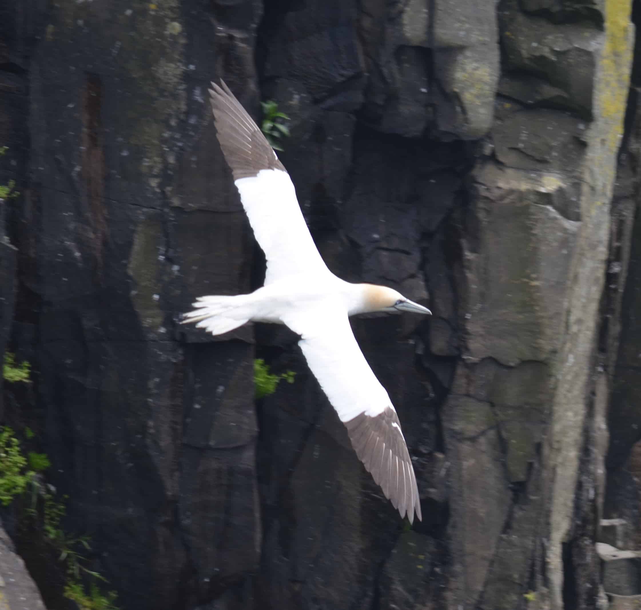 A Northern Gannet soaring along the cliffs at Cape Saint Mary's Ecological Reserve