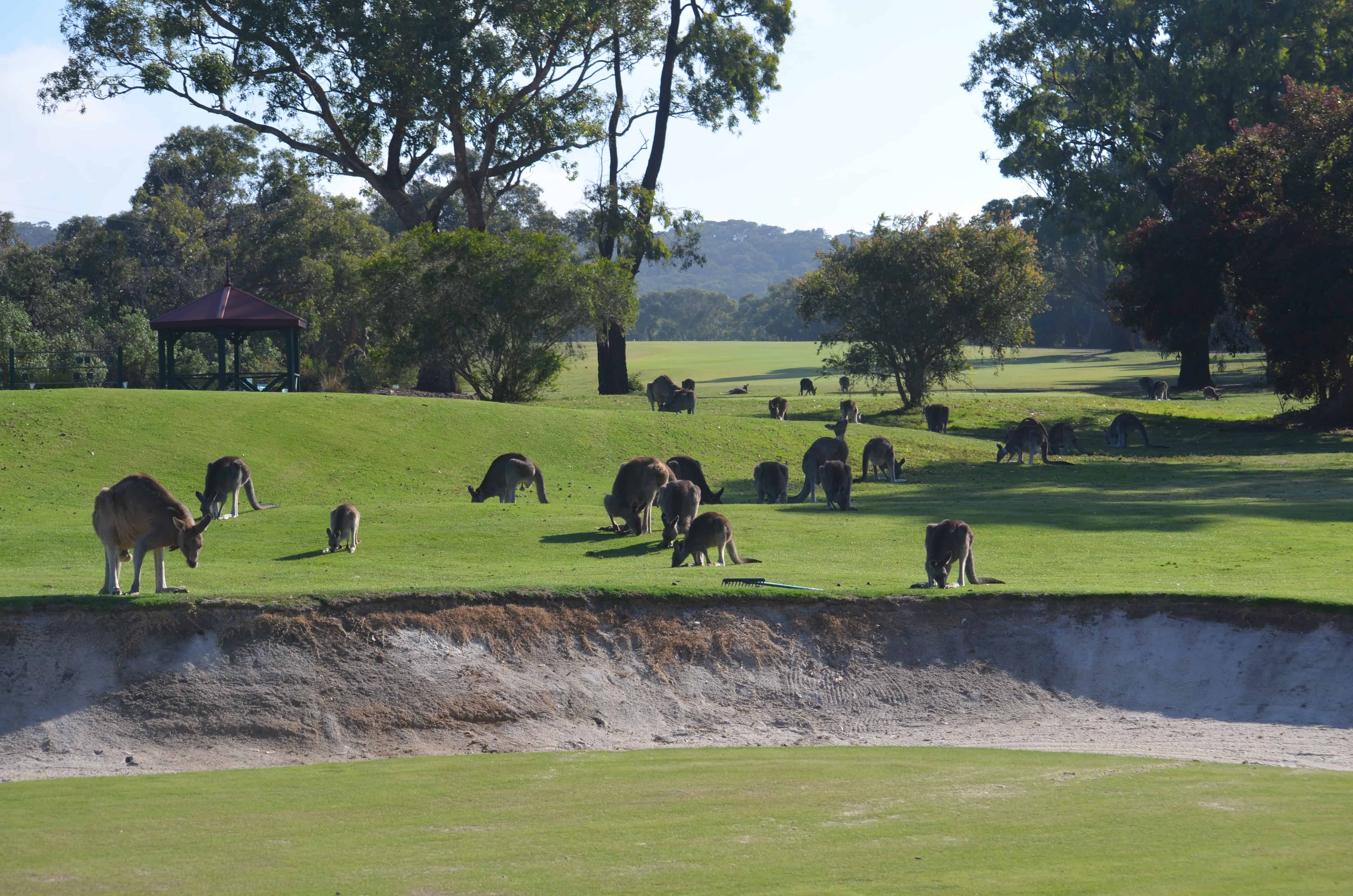 The kangaroos at Anglesea Golf Club, Victoria, Australia