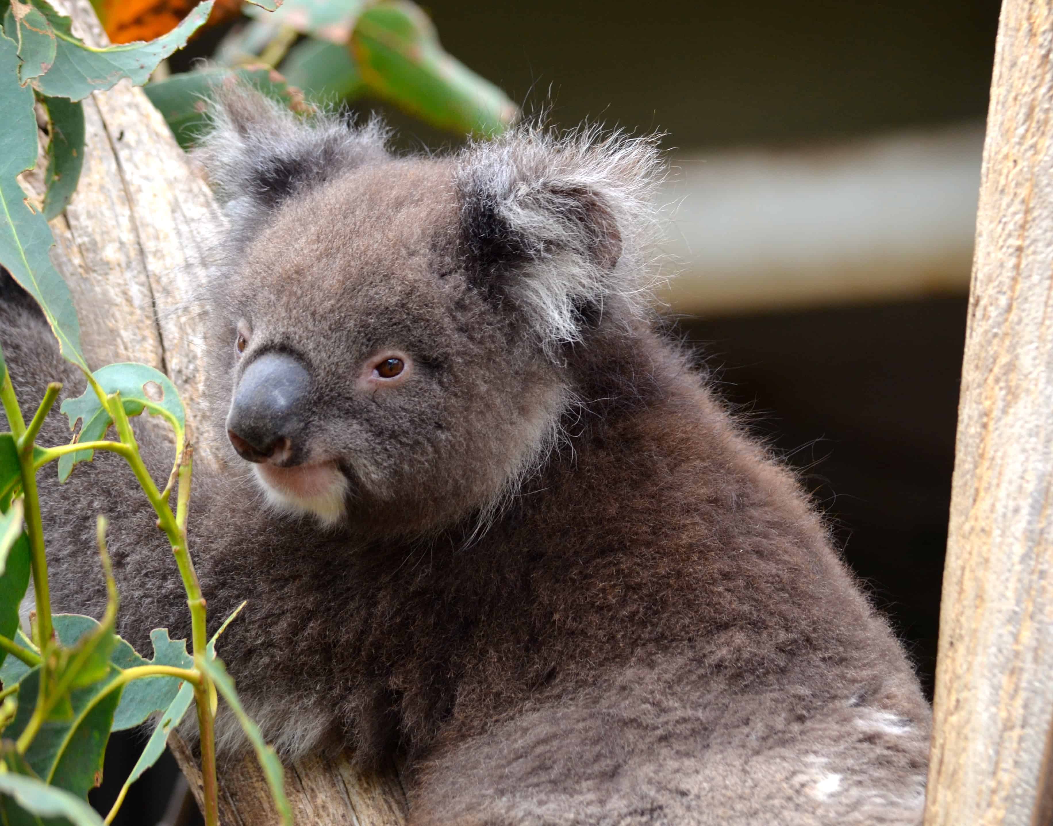 A koala at the Parndana Wildlife Park on Kangaroo Island, South Australia