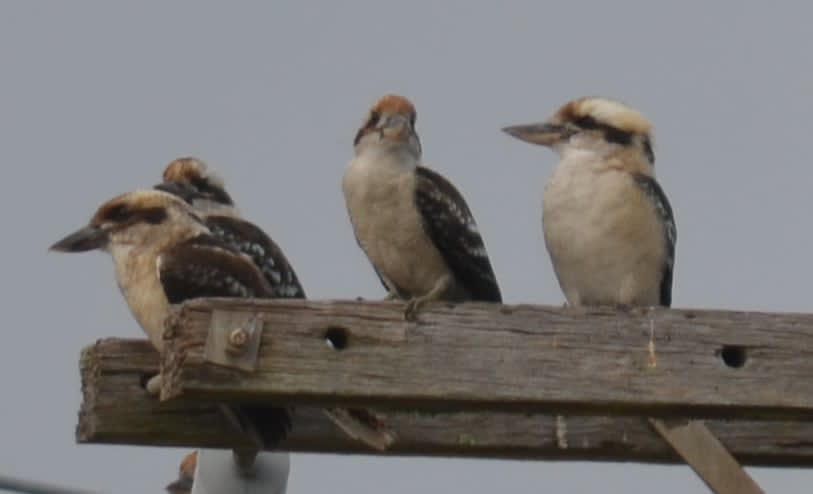 Kookaburras on the electric wires at Narooma, New South Wales