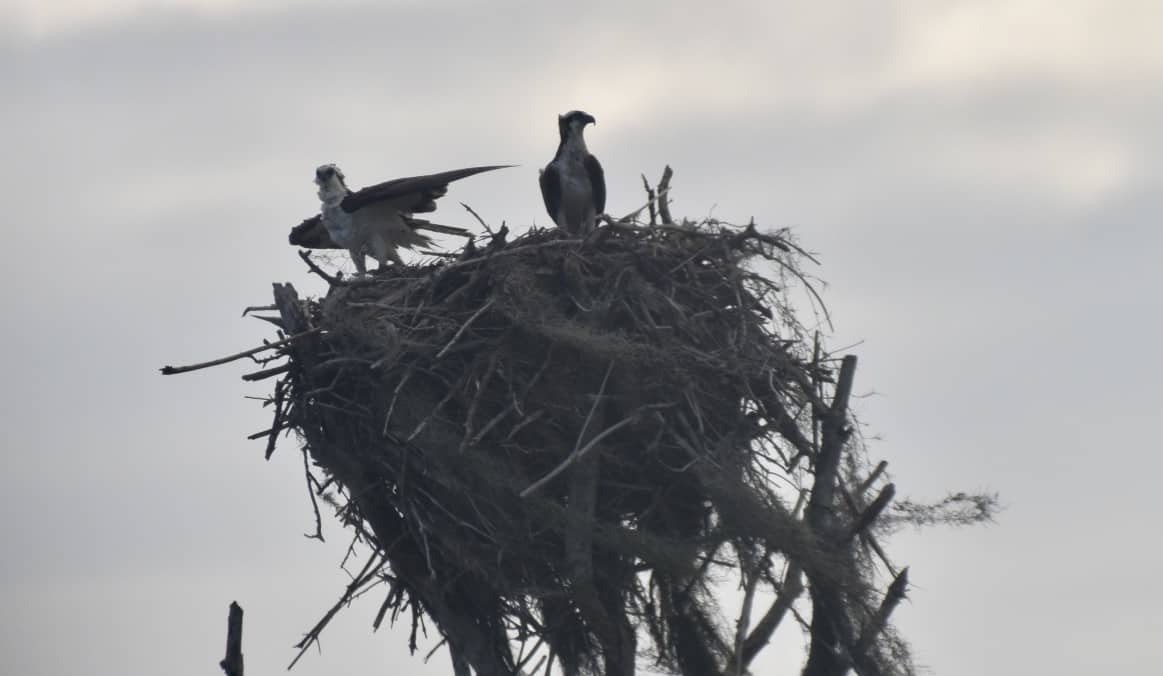 An osprey at its nest in the Everglades