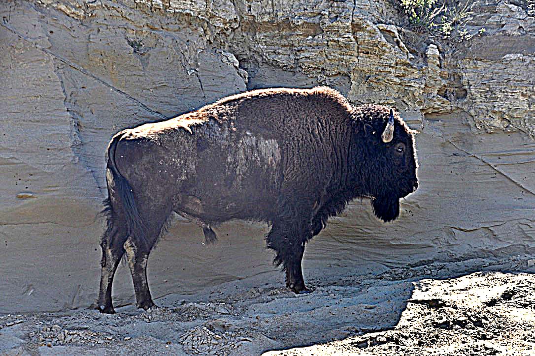 A lone bull buffalo in Theodore Roosevelt National Park