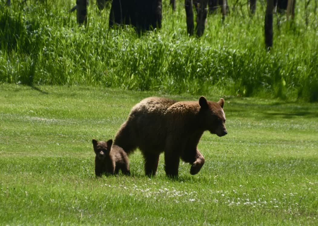 A brown bear and her cub on the golf course at Waterton