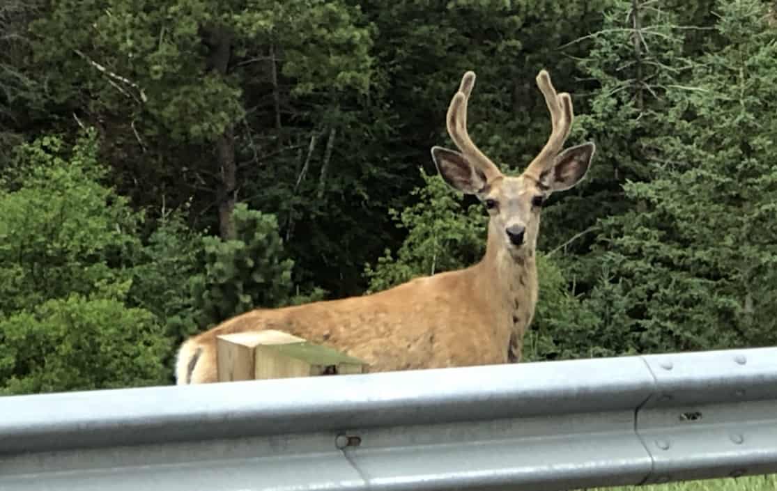 A buck standing along the roadside in Idaho